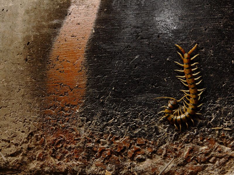 Las diferentes razas de Escolopendra que existen en España