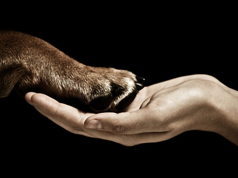 Cómo cortarle las uñas a un perro