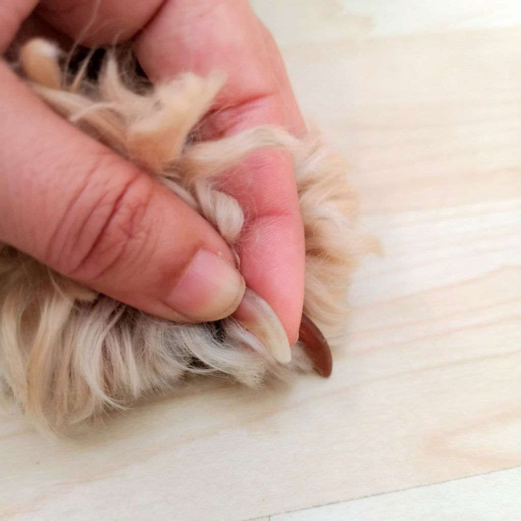 Cómo cortar las uñas a un perro