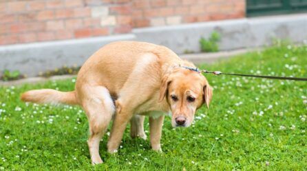 ¿Cómo curar la diarrea en perros? | Sencillos pasos a seguir