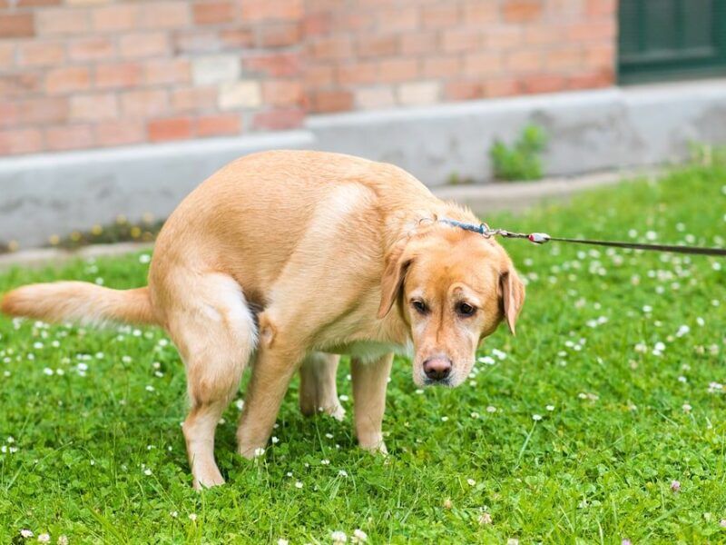 ¿Cómo curar la diarrea en perros? | Sencillos pasos a seguir
