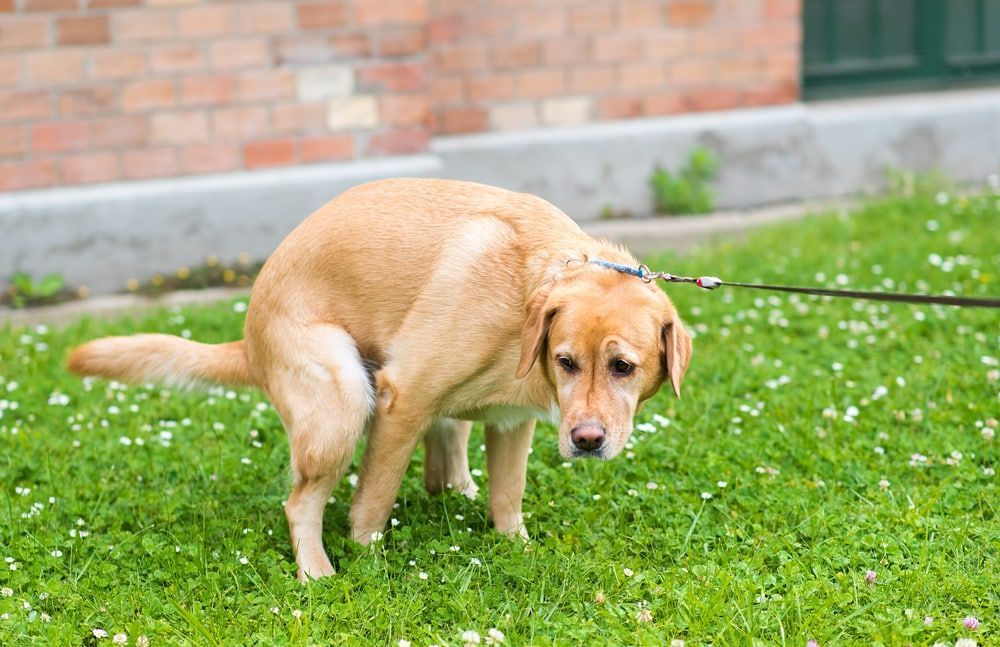 ¿Cómo curar la diarrea en perros? | Sencillos pasos a seguir