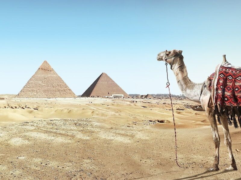 ¿Los Camellos cuantas jorobas tienen?