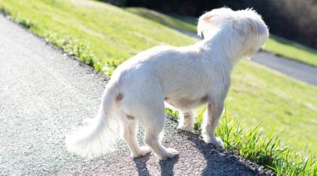 Cómo cortar el pelo a un bichón maltés