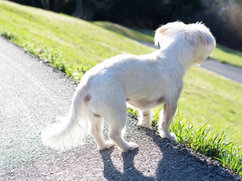 Cómo cortar el pelo a un bichón maltés