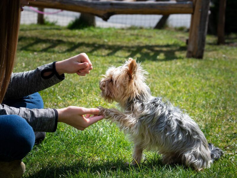 Cómo educar a un cachorro