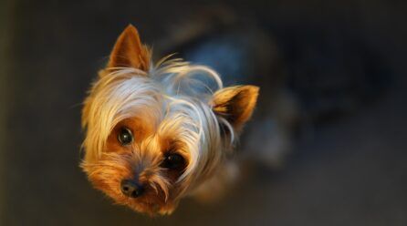 Cómo cortar el pelo a un yorkshire