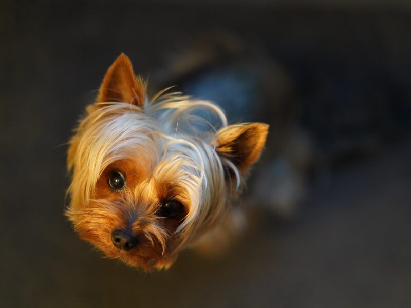 Cómo cortar el pelo a un yorkshire