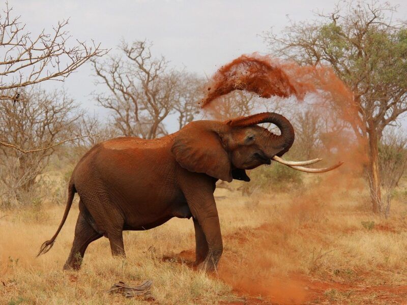 Cómo es el elefante