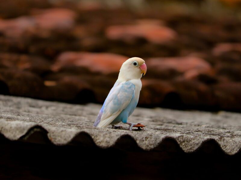 ¿Cómo cuidar a un agaporni bebé papillero?