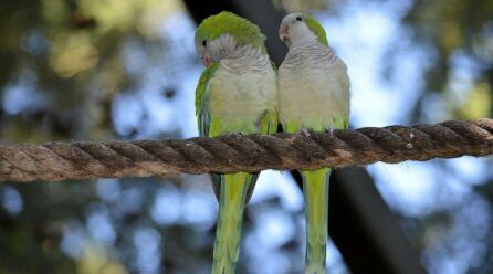 Cómo criar agapornis