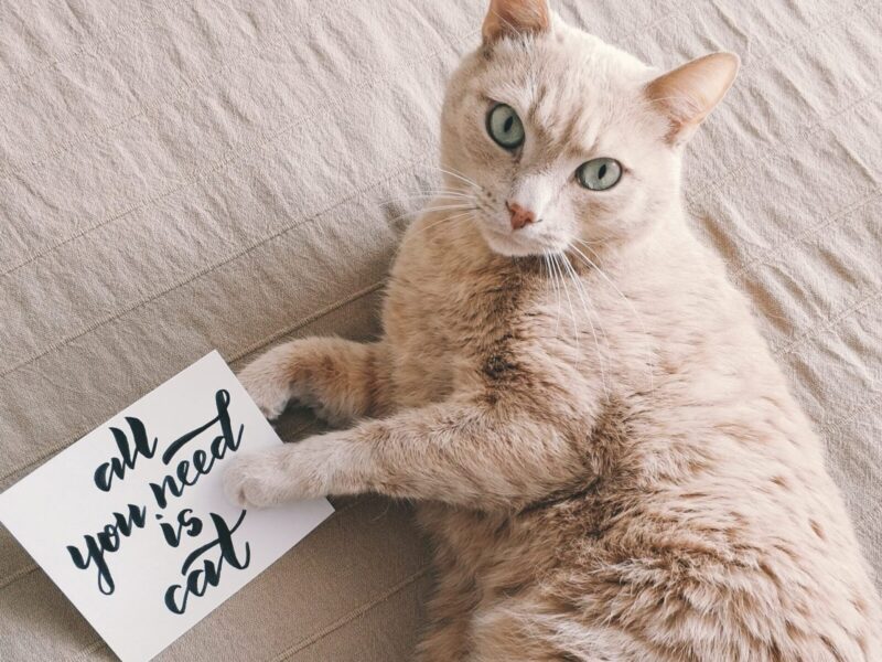 Cómo adoptar un gato