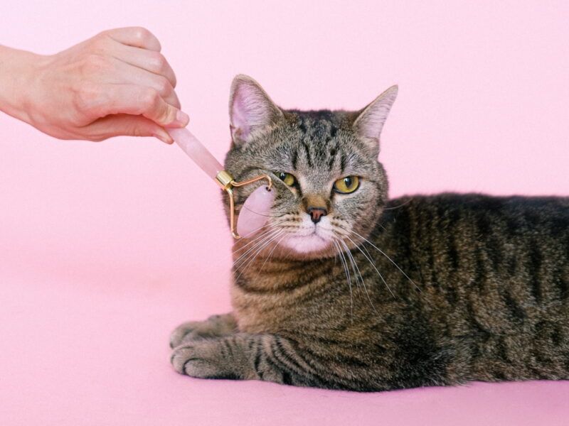 Cómo cuidar a un gato