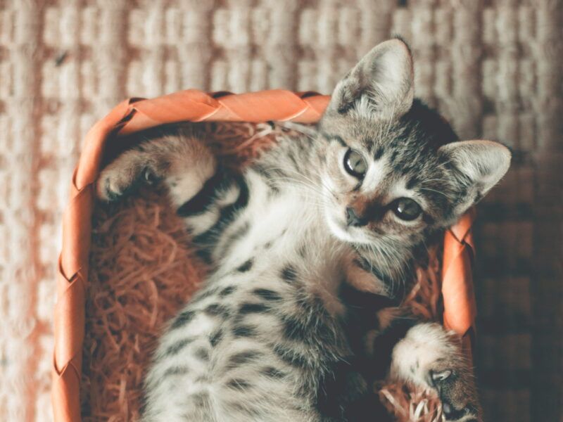 Cómo cuidar un gato bebé