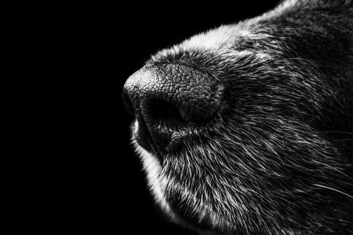 ¿Cómo desparasitar a un perro? | Tanto parásitos internos como externos