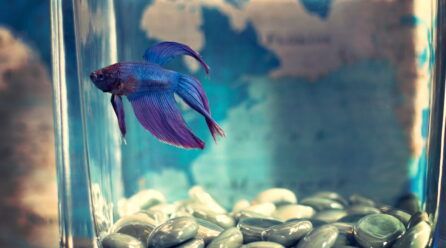 Cómo duerme un pez | Tips para saber si tu pez está durmiendo