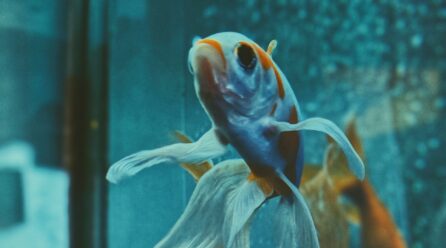 Cómo respiran los peces