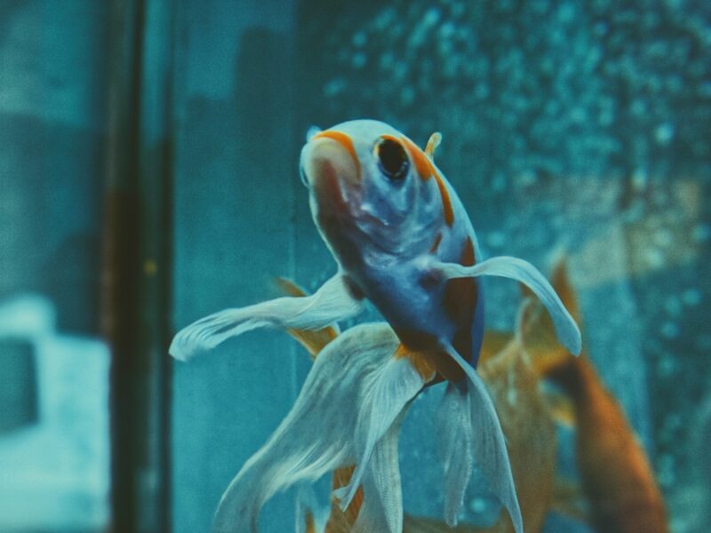 Cómo respiran los peces