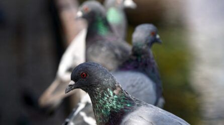 ¿Sabes cuáles son las enfermedades que transmiten las palomas?