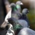 ¿Sabes cuáles son las enfermedades que transmiten las palomas?