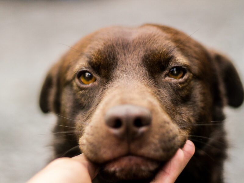 Cómo cuidar a un perro con linfoma