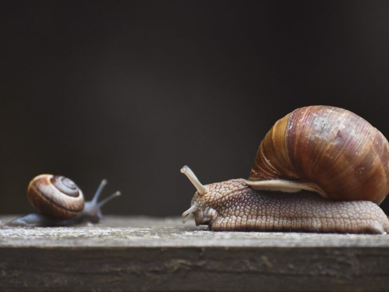Cómo se reproducen los caracoles