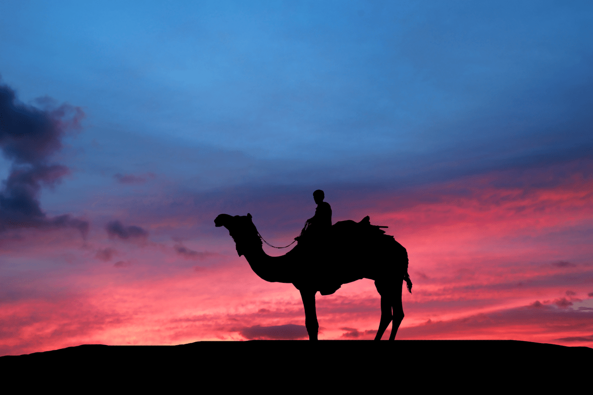 En que se diferencian un Camello y un dromedario | ¿Cuántas jorobas tienen?