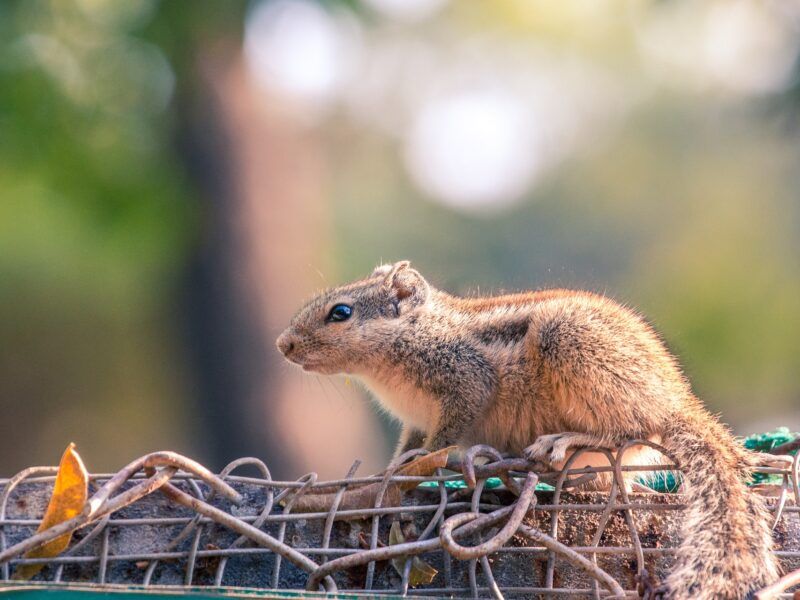 ¿Cómo es tener una Chinchilla de Mascota? | ¿Cuánto viven?