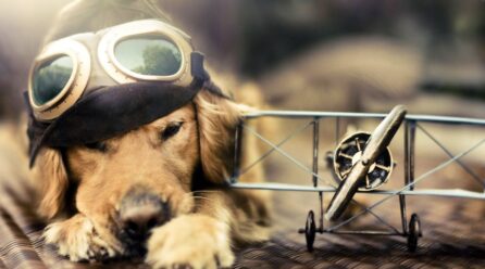 Cómo viajar con un perro en avión