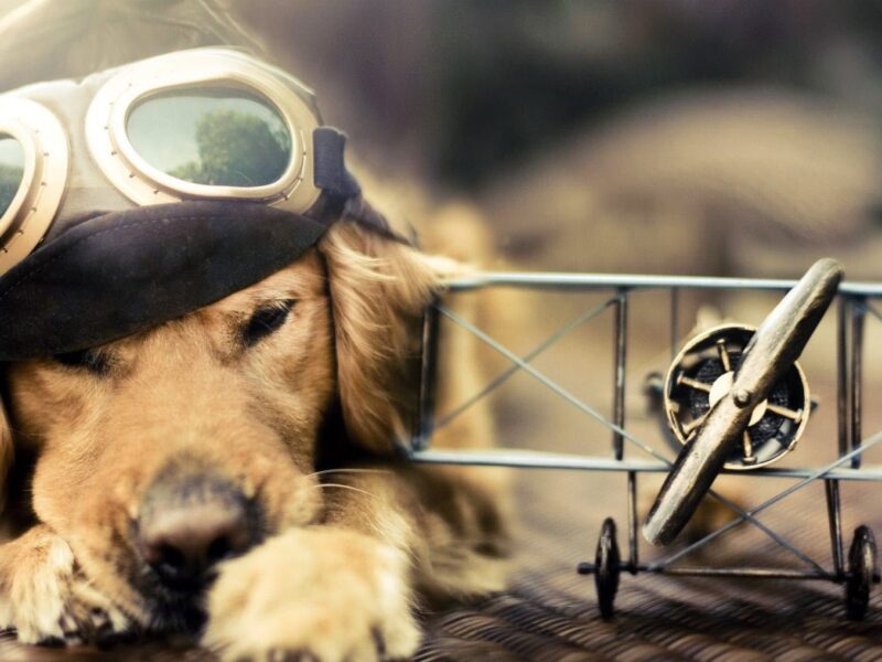 Cómo viajar con un perro en avión