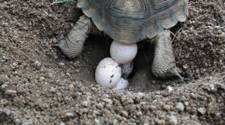 Huevos de tortugas de tierra