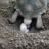 Huevos de tortugas de tierra