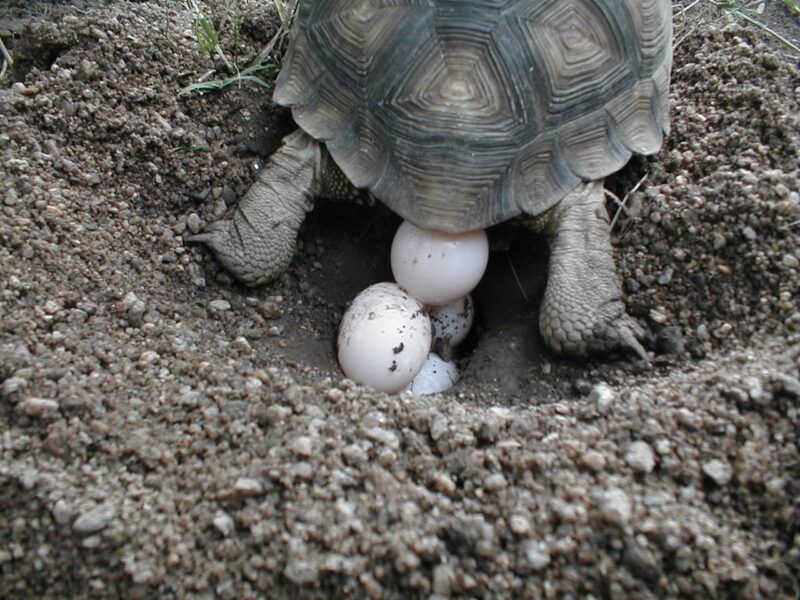 Huevos de tortugas de tierra