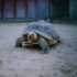 terrario tortugas de tierra