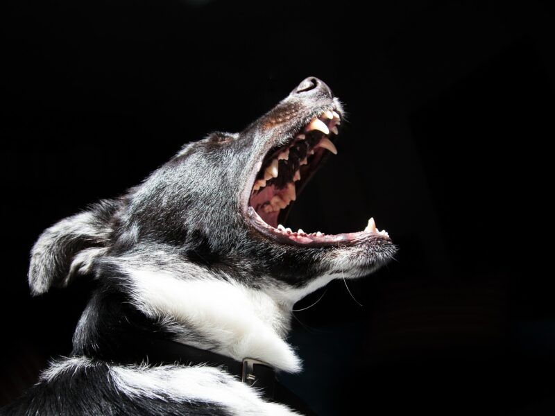 A mi perro le huele el aliento, ¿qué hago?