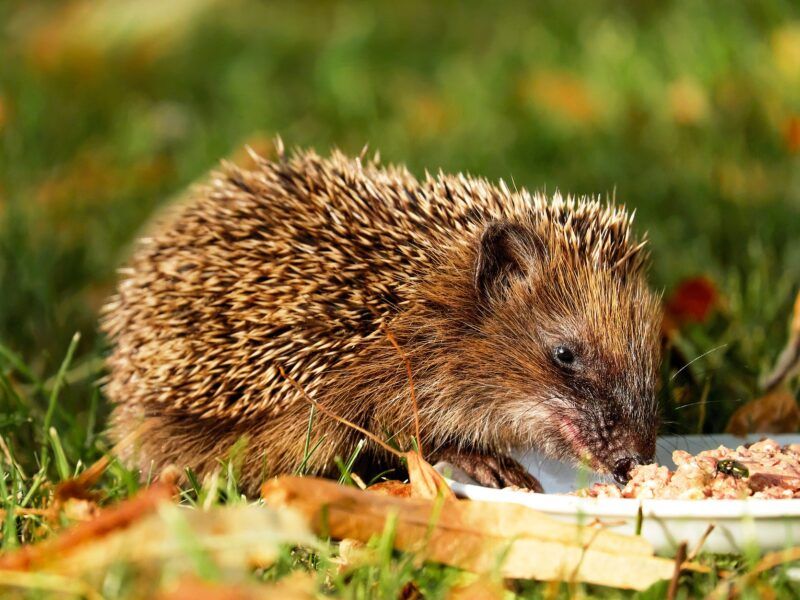 ¿Qué comen los erizos de tierra?