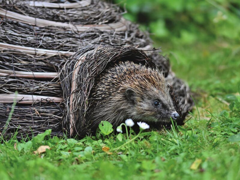 Cuidados de erizo bebé