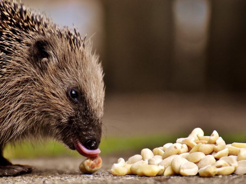 ¿Qué comen los erizos?