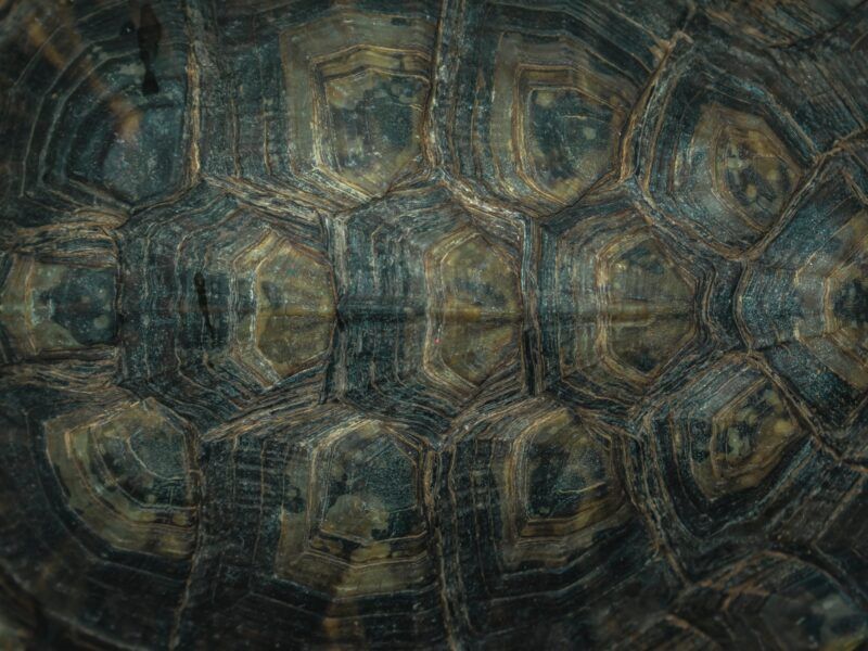 Diferencias entre las tortugas de agua y tierra