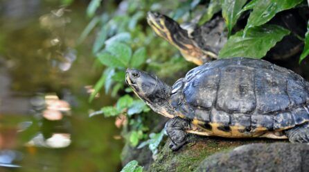 Cuidados de una tortuga de agua