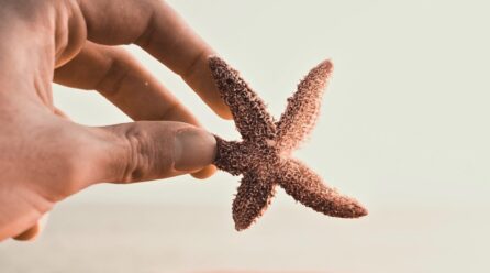 Qué comen las estrellas de mar