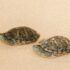 Cómo saber si una tortuga es macho o hembra