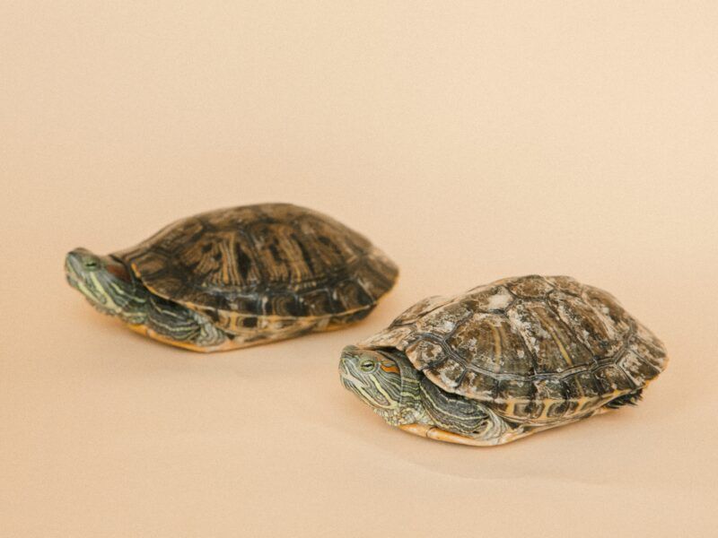 Cómo saber si una tortuga es macho o hembra