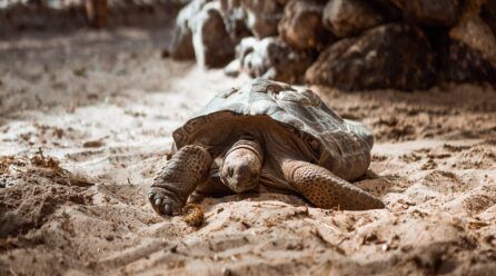 ¿Cómo hacer un terrario para tortugas?
