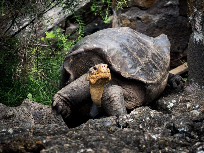 Nombres para tortugas