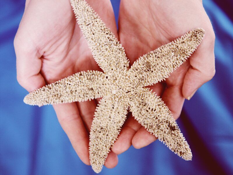 ¿Las estrellas de mar tienen cerebro?