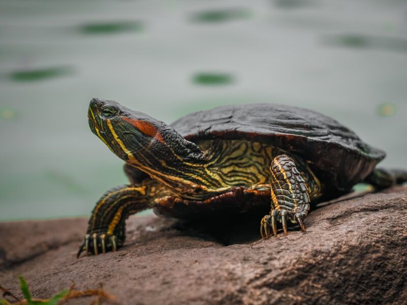 Alimentación de las tortugas de agua