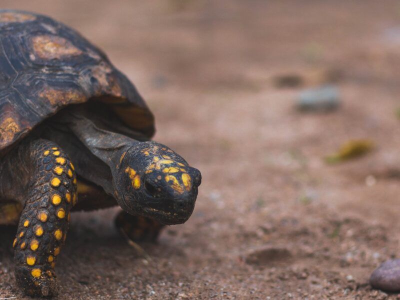 Especies de tortugas de tierra