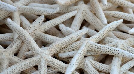 Cómo se reproducen las estrellas de mar