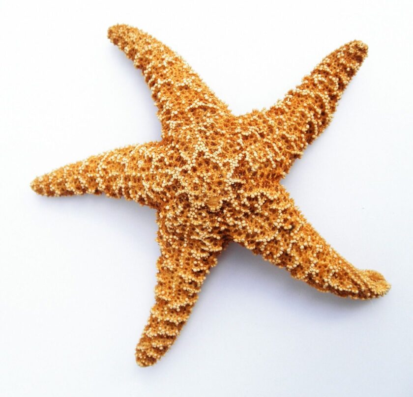 Estrella de mar